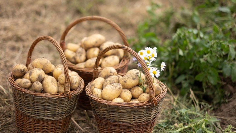Erpfi grobn &amp; Knedl drahn, &copy; Waldviertel Tourismus, Franz Kuben