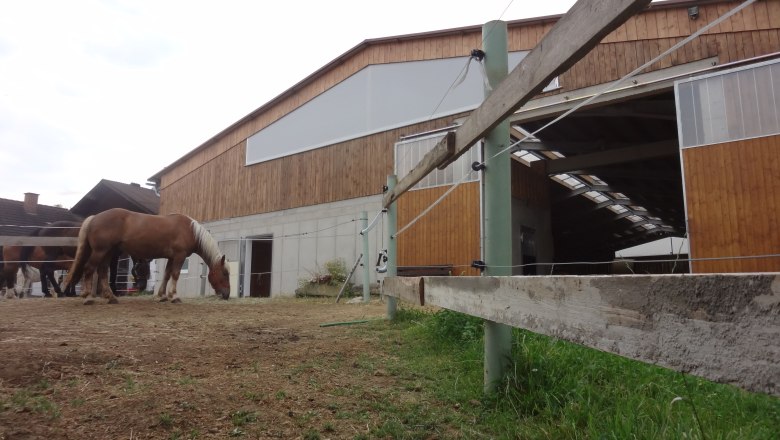 Horses graze in front of an indoor riding arena with wooden walls.