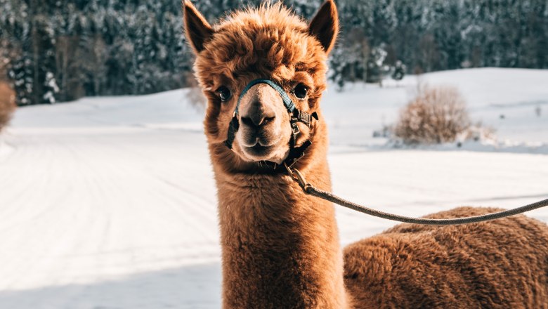 Ein Alpaka mit Halfter steht im Schnee vor einem Wald.