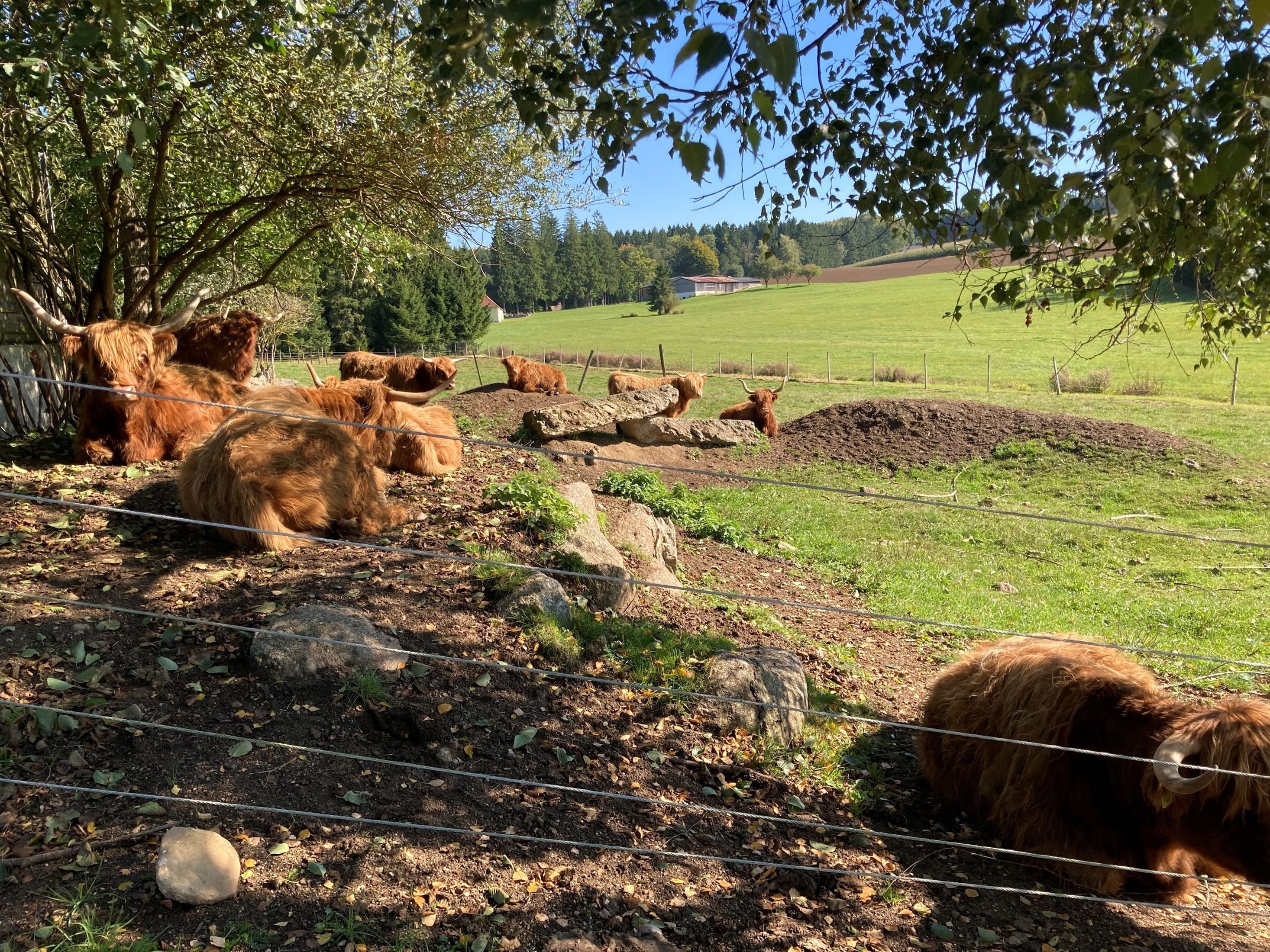 Hochlandrinder liegen auf einer Weide unter Bäumen.