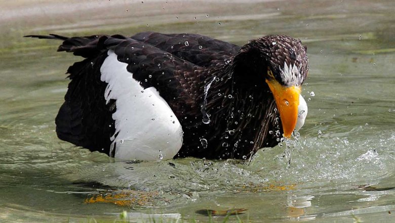 Putin unser Riesenseeadler, © Greifvogelzentrum