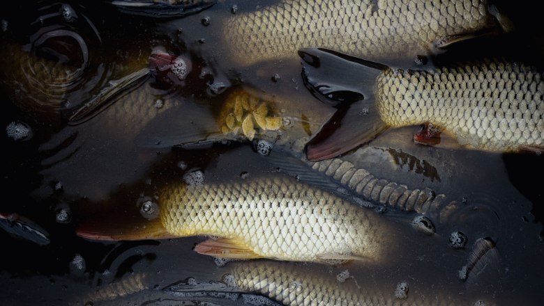 Abfischen Karpfen, © Niederösterreich Werbung/Mara Hohla