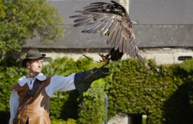 Ein Falkner in traditioneller Kleidung hält einen Greifvogel auf seinem Handschuh.