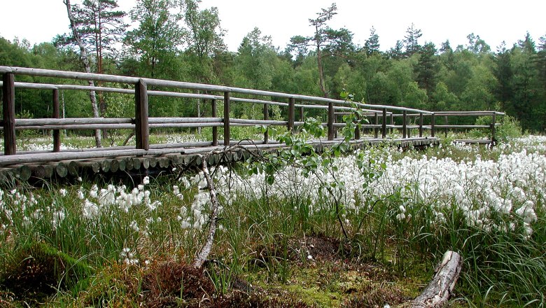 Prügelsteg zur Wollgrasreife - Naturpark Heidenreichsteiner Moor, © Naturpark Heidenreichstein