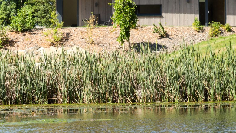 Ein modernes Gebäude am Ufer eines Teiches mit Schilf und einer Ente im Wasser.