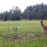 Alpacas on the pasture, © Stoagrawihof, Fotograf Gisela Paulnsteiner