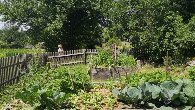 Ein Gemüsegarten mit Hochbeeten und einem Holzzaun, umgeben von Bäumen.
