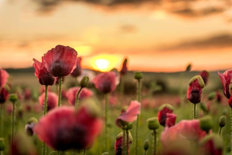 Mohnblumen auf einem Feld bei Sonnenuntergang