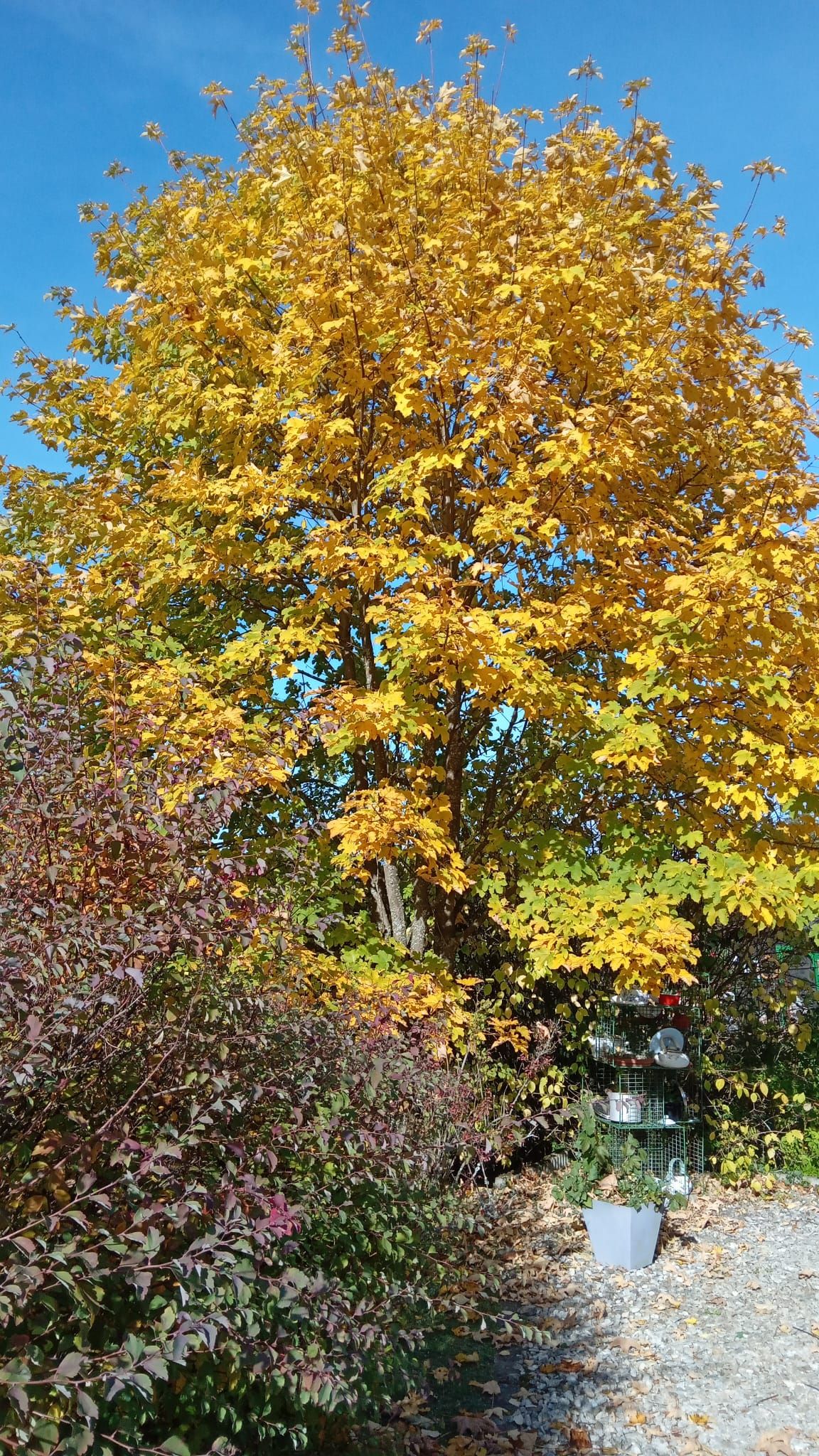 Ein Baum mit gelben Herbstblättern vor blauem Himmel, umgeben von bunten Sträuchern und einem kleinen Regal mit Dekorationen.