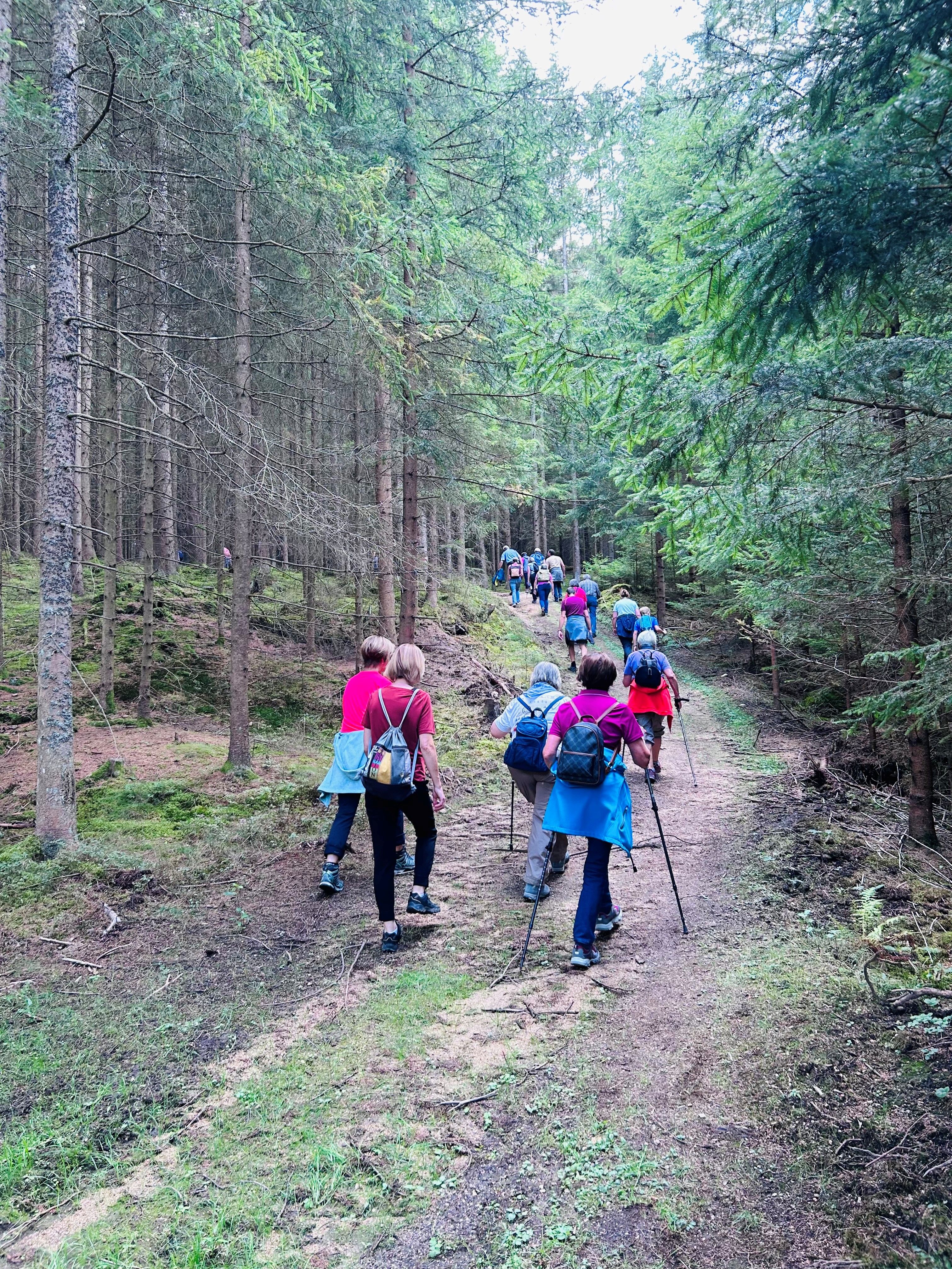 Eine Gruppe mit teils Wanderstöcken geht einen hügeligen Pfad im Wald hinauf. Ziel ist der Johannesberg.