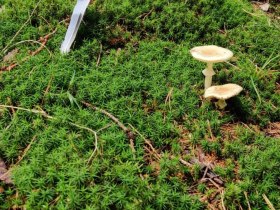 Aubergweg, &copy; Marktgemeinde Hoheneich