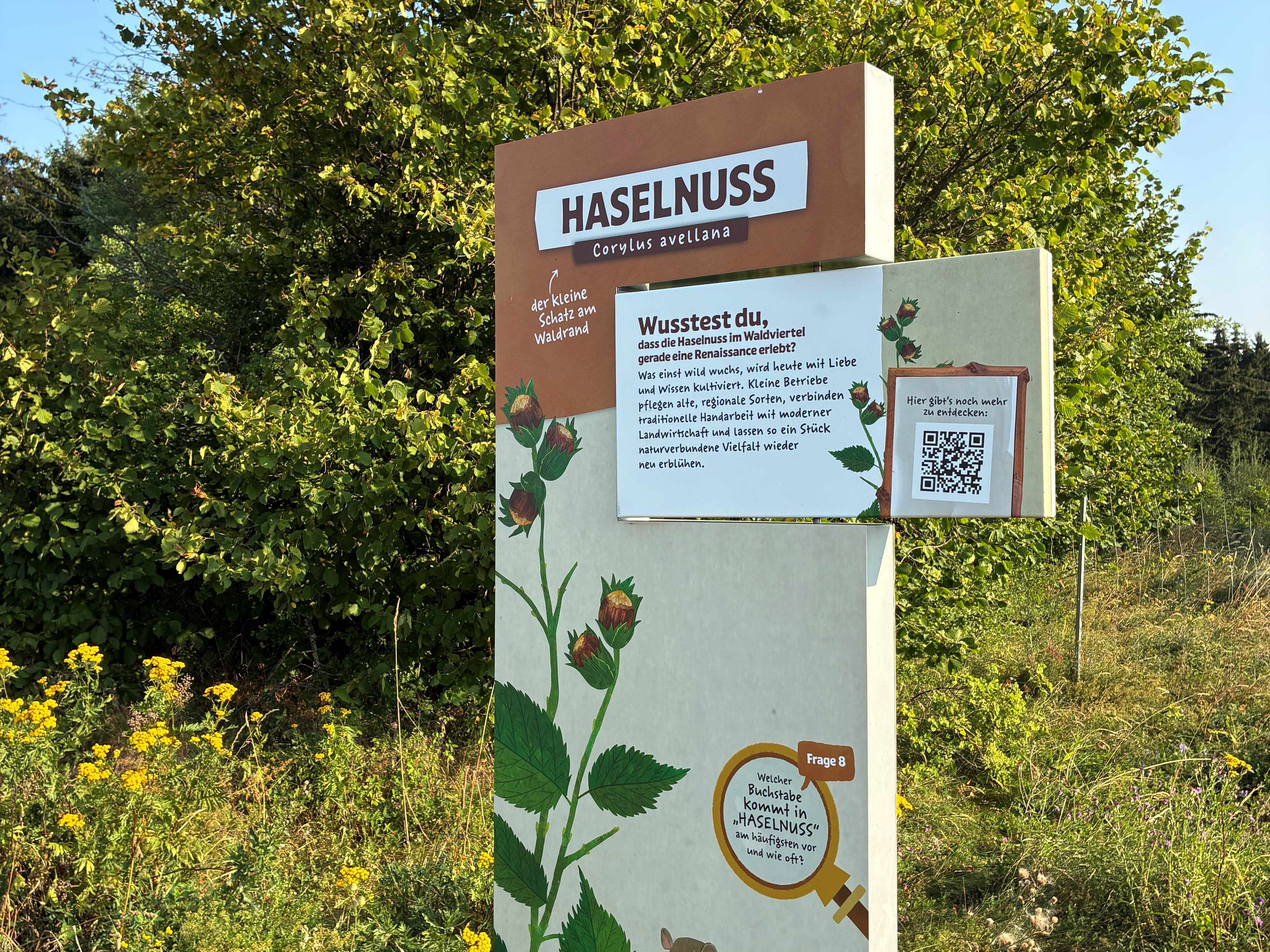 Ein Informationsschild über die Haselnuss steht am Waldrand, umgeben von grünen Büschen und gelben Blumen.