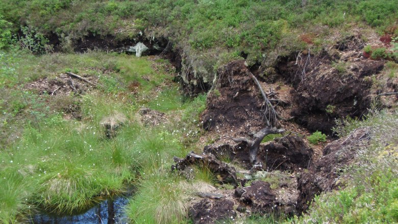 Ein Moorgebiet mit Wasser, Gras und Bäumen im Hintergrund.