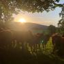 Cattle sunset, © WANDLHOF