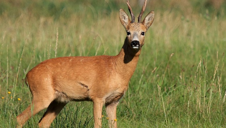 Hunting opportunity, © Franz Inghofer