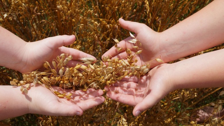 Getreide, &copy; Martina Falkner