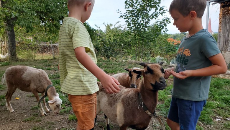Cats, rabbits, chickens, quails and sheep live on our farm, © Anderlhof