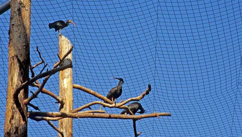 Three Northern Bald Ibises on branches in an enclosure with net cover.