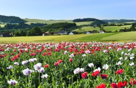 Waldviertler Mohnfeld, &copy; &copy; Waldviertel Tourismus, Robert Herbst