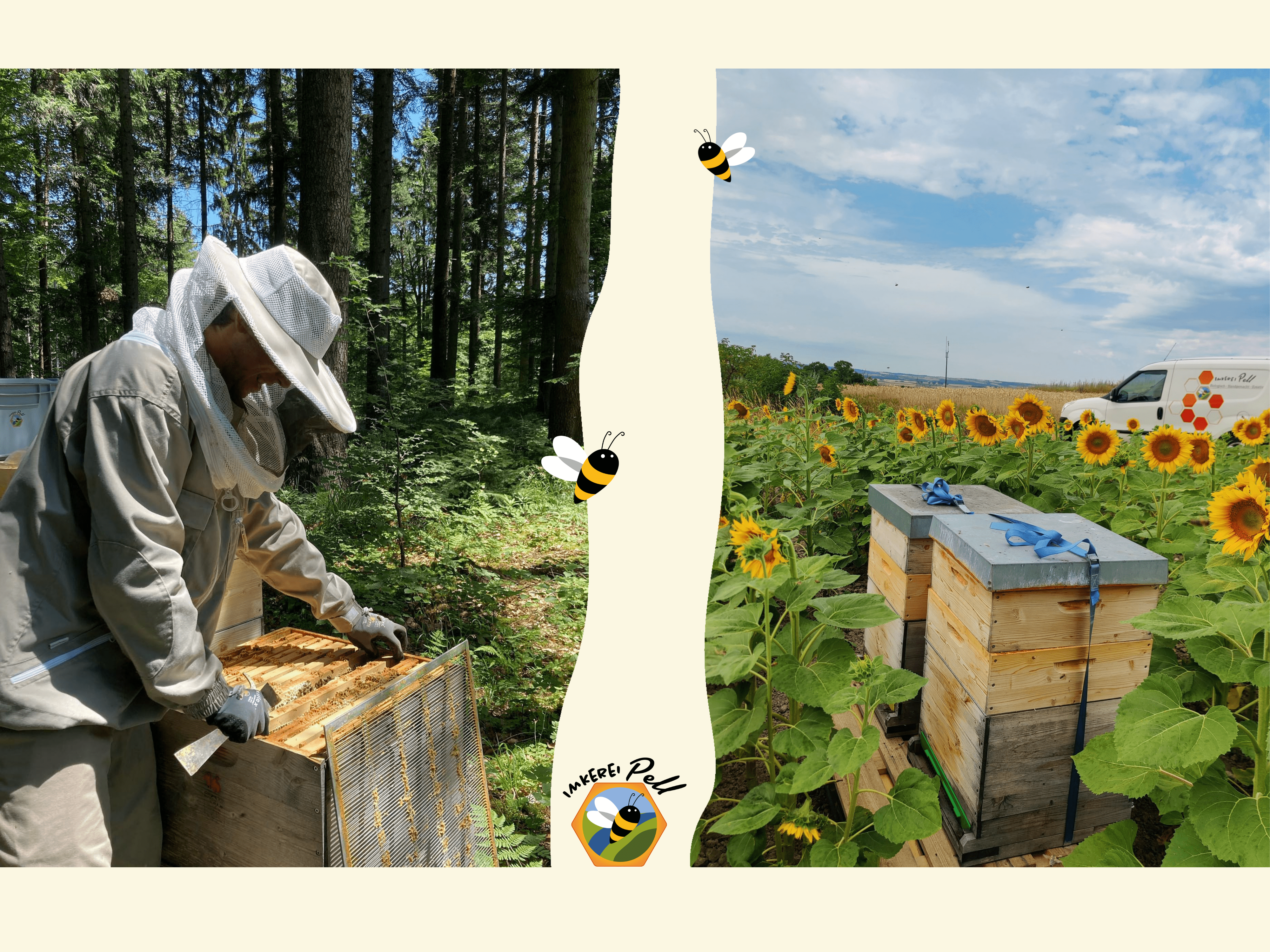 Imker bei der Arbeit im Wald und Bienenstöcke in einem Sonnenblumenfeld.