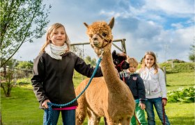 Kinder führen Alpakas auf einer Wiese an Leinen.