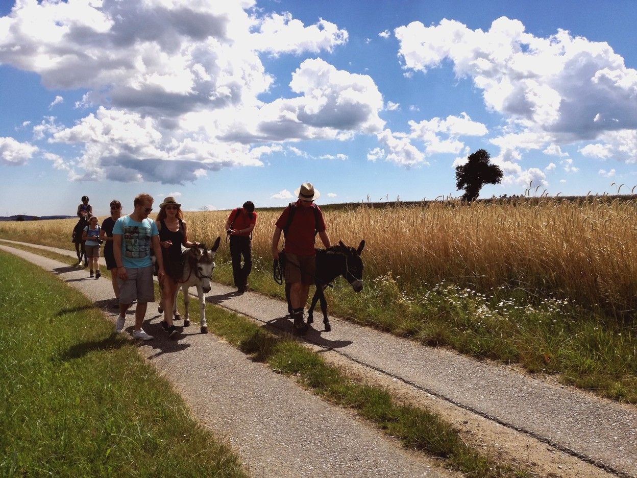 Gruppe von Menschen wandert mit Eseln auf einem Feldweg bei sonnigem Wetter.