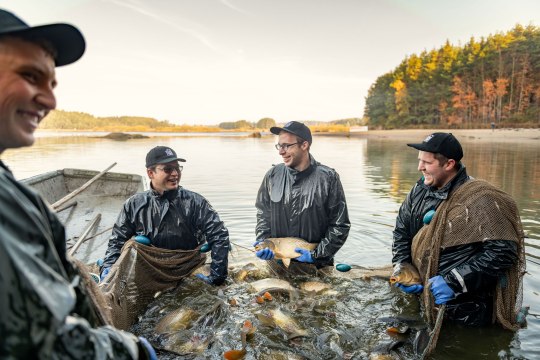 Abfischen am Bruneiteich, © Waldviertel Tourismus, Studio Kerschbaum