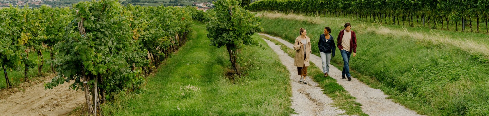 Weinweg, © © Niederösterreich Werbung/ JULIUS HIRTZBERGER