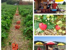 Erdbeerfeld K&ouml;ck, &copy; Fam. K&ouml;ck Bernhardshof