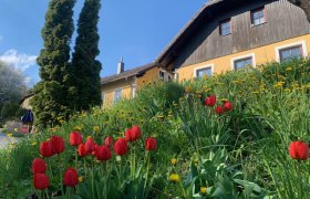 Ein gelbes Haus mit Holzverkleidung, umgeben von roten Tulpen und grüner Wiese unter blauem Himmel.