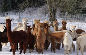 Alpakas, &copy; Manada de Sana