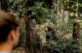 Ein B&auml;r hinter B&uuml;schen im B&auml;renwald Arbesbach, beobachtet von einer Person im Vordergrund.