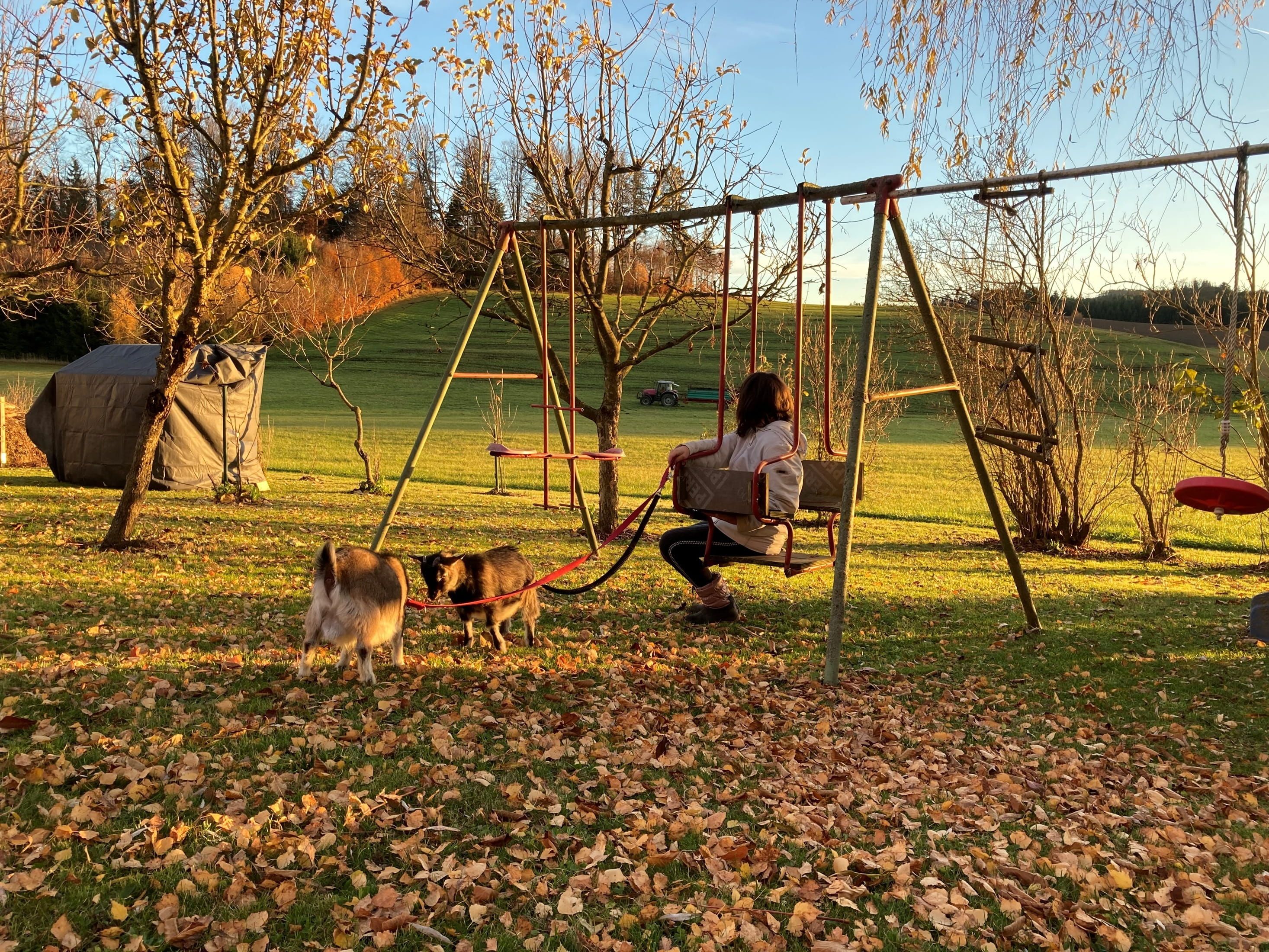 Eine Person sitzt auf einer Schaukel im Garten, umgeben von herbstlichen Bäumen und Zwergziegen.