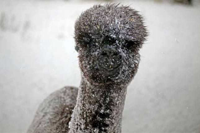 Alpacas brave the snowstorm, &copy; Sonnseinthof