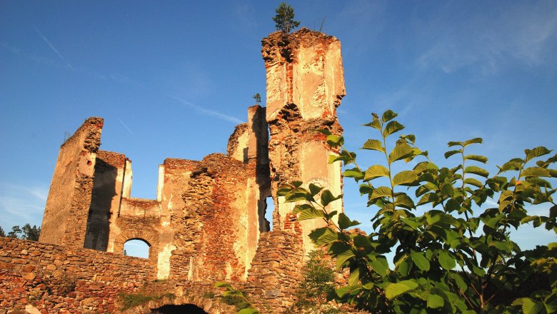 Ruine Kollmitz mit blauem Himmel und Pflanzen im Vordergrund.