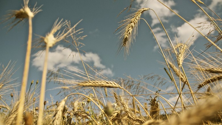 Cornfield, &copy; Ing. Matthias Sch&ouml;n