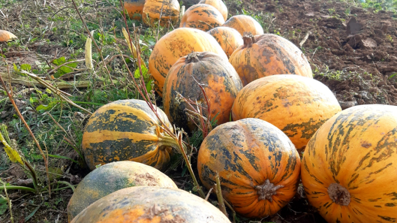 Ab Hof Verkauf Familie Harasleben, &copy; Familie Harasleben