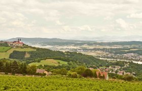 Landschaft mit Blick auf Maria Taferl und das Donautal, grüne Felder und Hügel im Vordergrund, Fluss und Berge im Hintergrund.