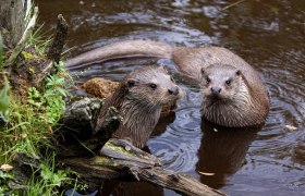 Fischotter im UnterWasserReich Schrems, © UnterWasserReich, Sonja Eder