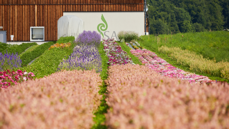 ReinSaat Sommerblumen, © ReinSaat