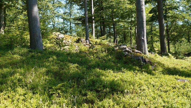 heidelbeeren reifen ab Juli, © ferienwohnung wiesmüller