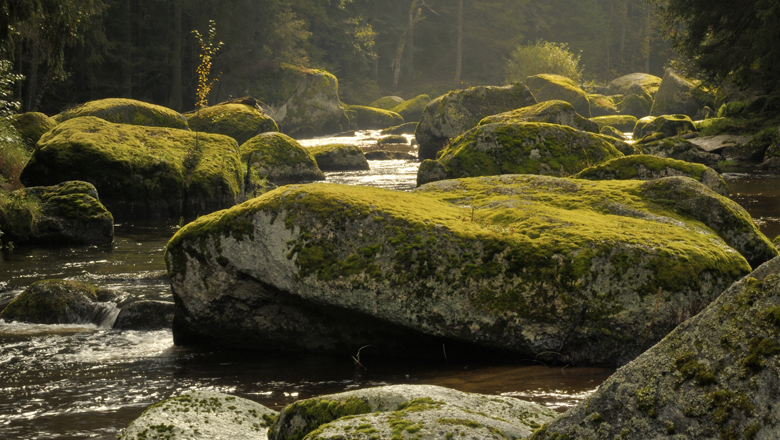Fluss mit moosbedeckten Felsen im Kamptal.