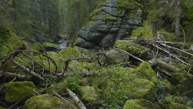 Schlucht im Kamptal, © Matthias Schickhofer