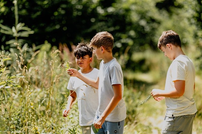 Drei Jungen stehen in einem sonnigen Waldgebiet und betrachten Pflanzen.