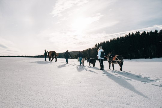 Eselwanderung, © Waldviertel Tourismus, sommertage.com