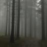 Die mystischen Wälder des Waldviertels, © U.E.