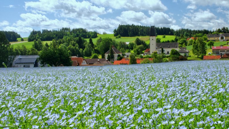 Öllein Blütenmeer, © Franz Anderl