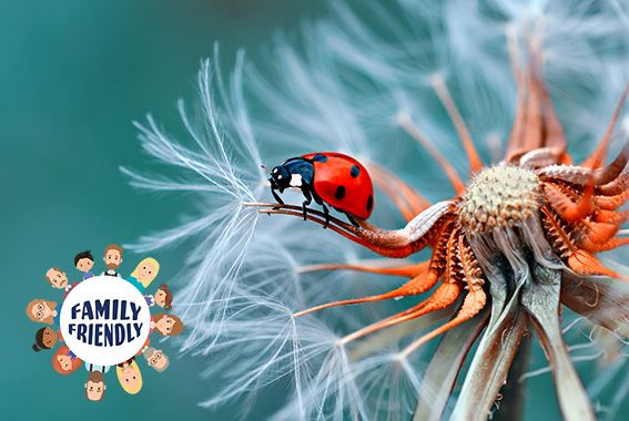 Marienkäfer | Science Afternoon
