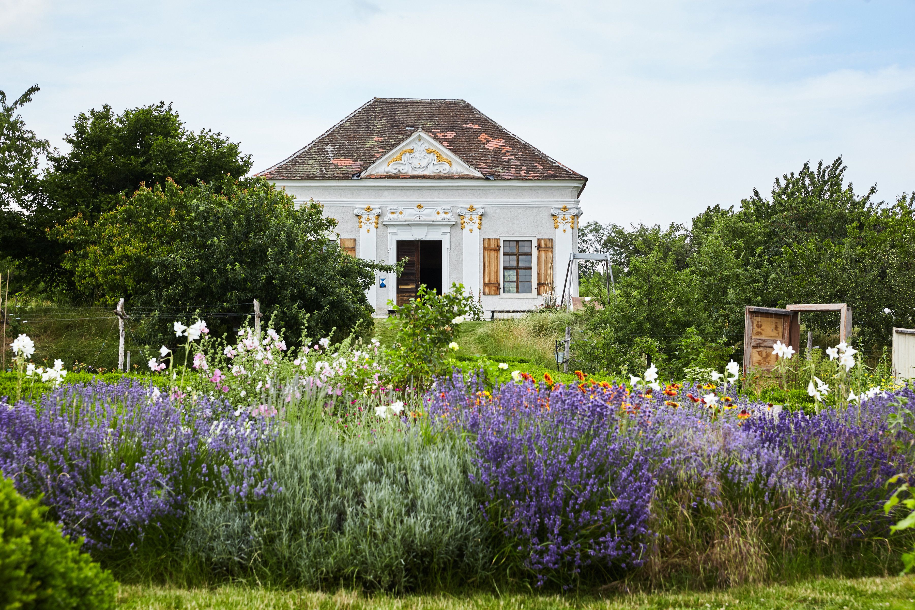 Blühender Lavendel und Blumen vor einem weißen Haus Stuckfassade und Fensterläden.