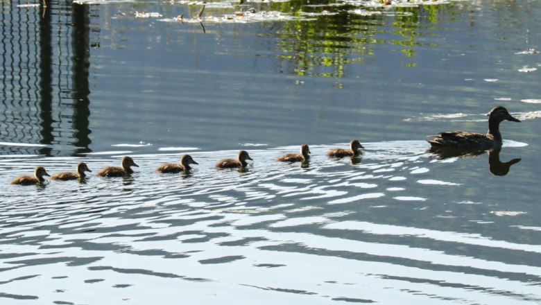 Eine Entenmutter schwimmt mit sieben Küken in einem Teich.